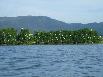 Thi Nai Lagoon & Con Chim Day Tour